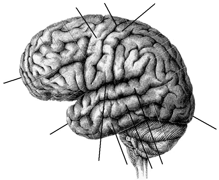 Строение полушарий головного мозга. Большие полушария головного мозга строение. Строение мозга извилины. Борозды латеральной поверхности мозга. Мозг без подписей