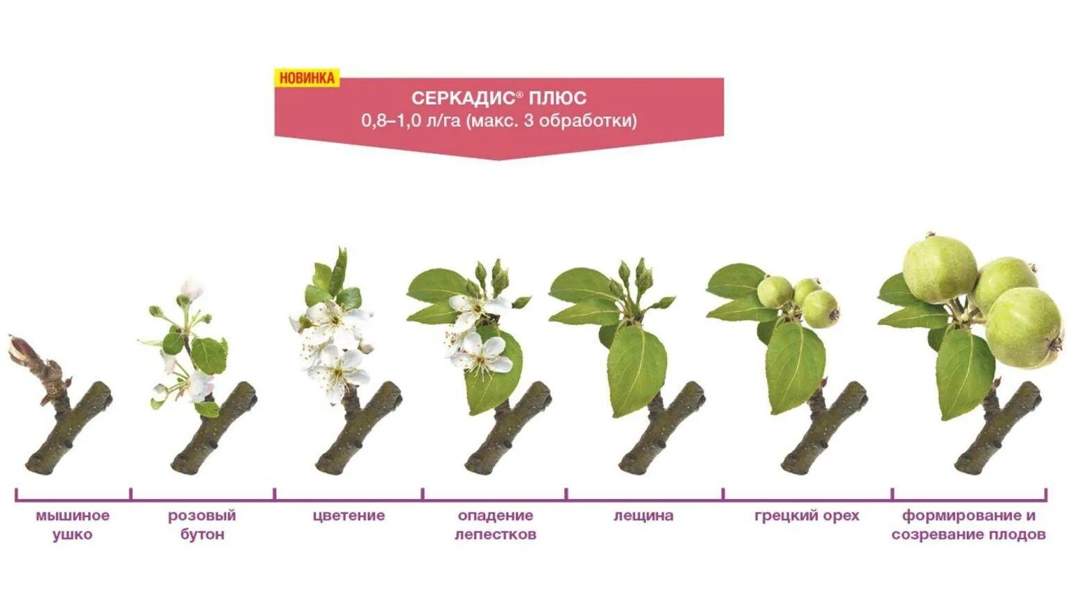 Обработка сада по розовому бутону. Этапы созревания грецкого ореха. Стадии созревания грецкого ореха. Этапы цветения яблони. Стадии развития яблони.