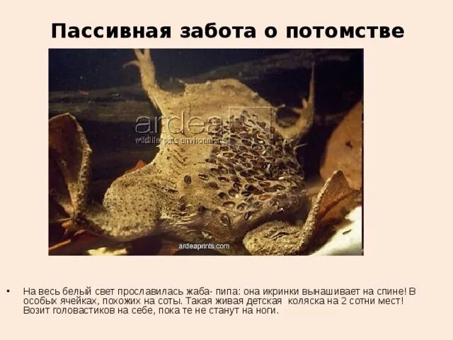 Типы заботы о потомстве. Забота о потомстве. Превентивная забота о потомстве. Как животные заботятся о своем потомстве. Забота о потомстве класс.