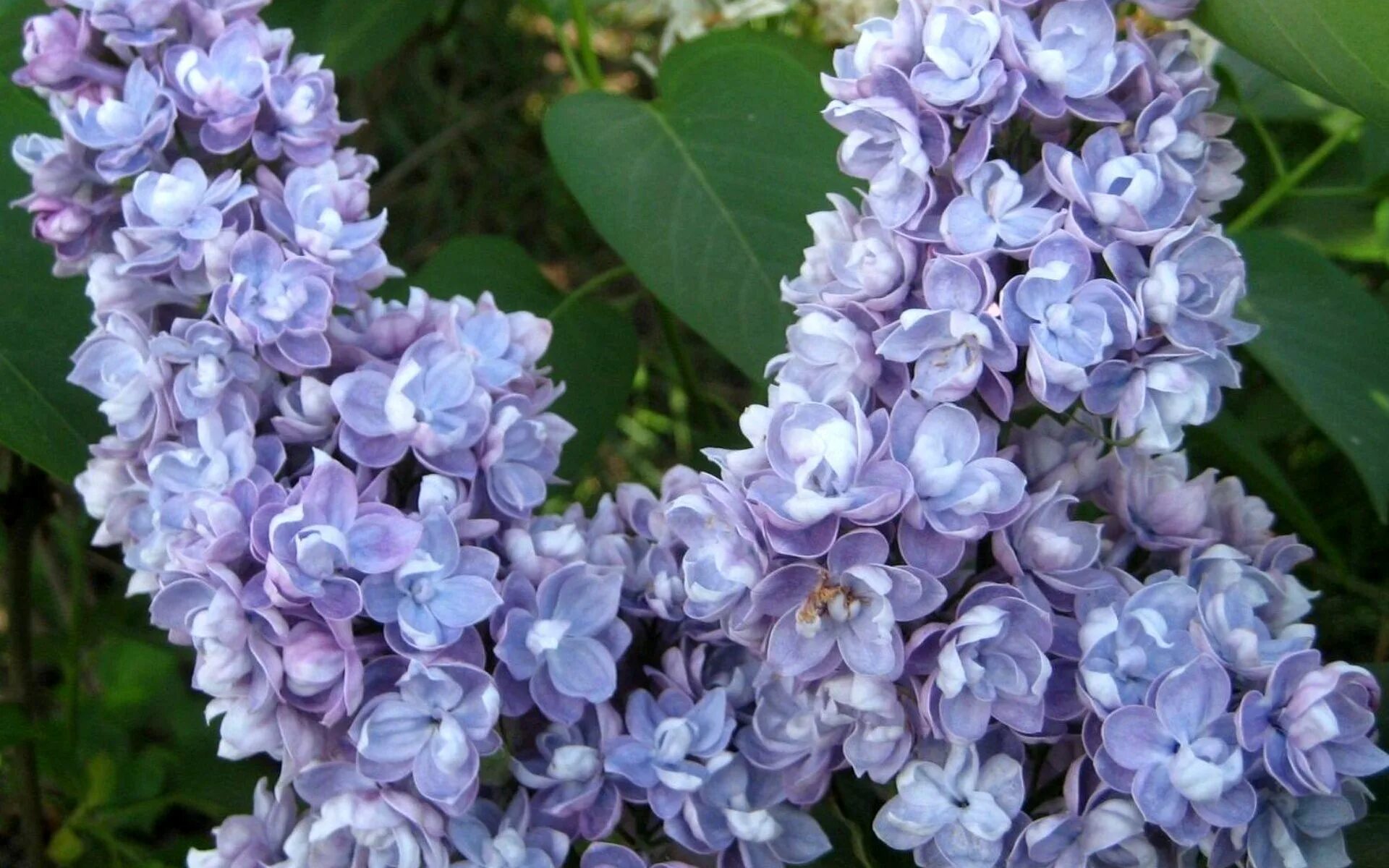 Сирень сорт ами Шотт. Сирень Syringa vulgaris.