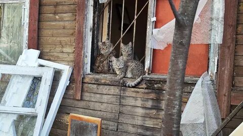 Отмена домами