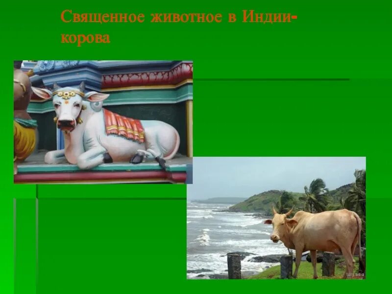 Индийцы почитали священных животных