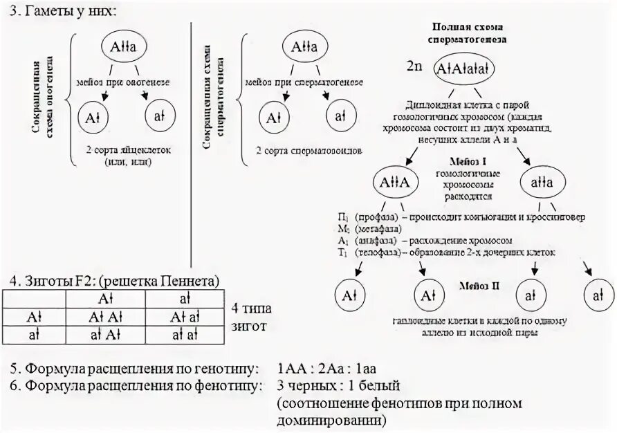 Сколько типов гамет образует зигота с генотипом