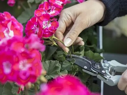 Как правильно обрезать герань для пышного цветения