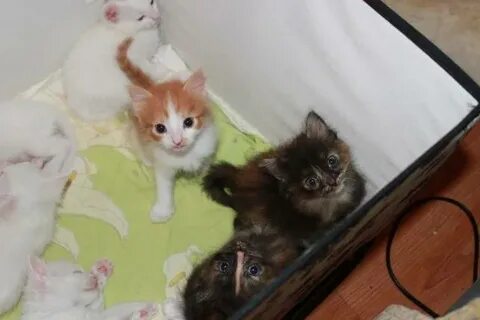 Через сколько котенок