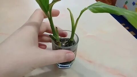Как укоренить корни спатифиллума