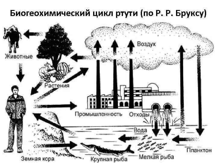 Ртуть схема. Биохимический цикл ртути. Схема миграции тяжелых металлов (ртути, свинца). Схема миграции ртути. Схема миграции тяжелых металлов ртути.