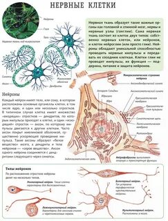 Какая роль нервной ткани