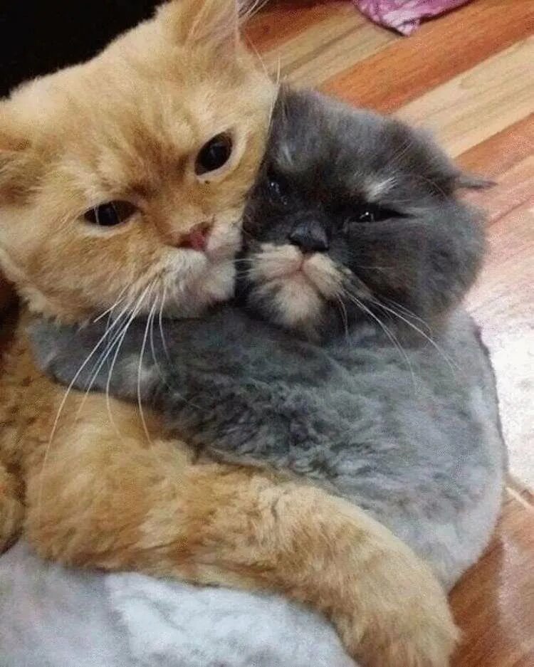 Суслики смешные. Дикий лесной хомяк карбыш. Собака с цветком. Открытки отличного настроения. Кот смешно выглядывает.