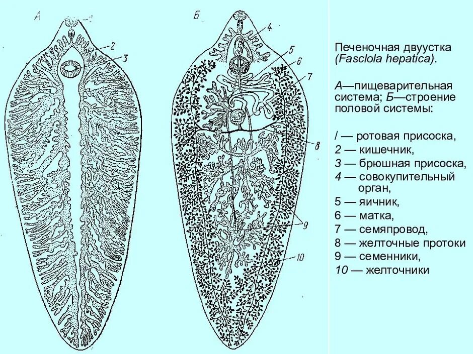 Двуустка печеночный сосальщик. Строение пищеварительной системы печеночного сосальщика. Пищеварительная система печеночной двуустки. Фасциола печеночная строение. Fasciola hepatica строение.