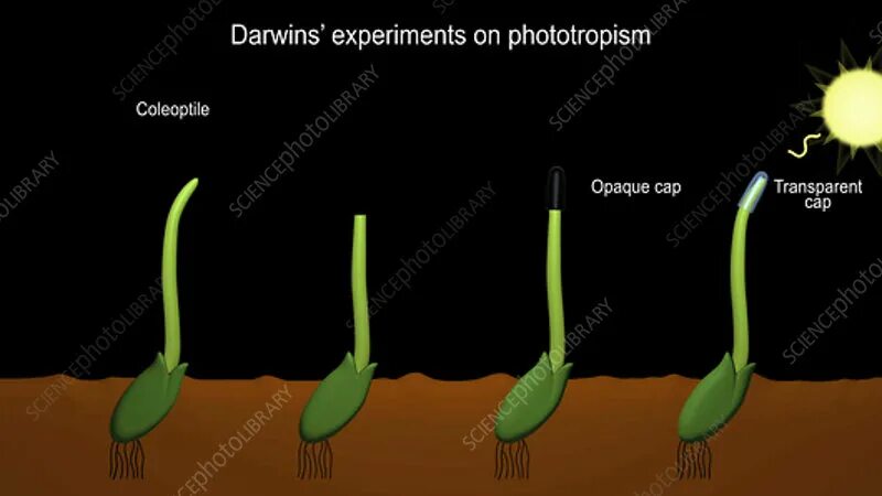The experiments carried out