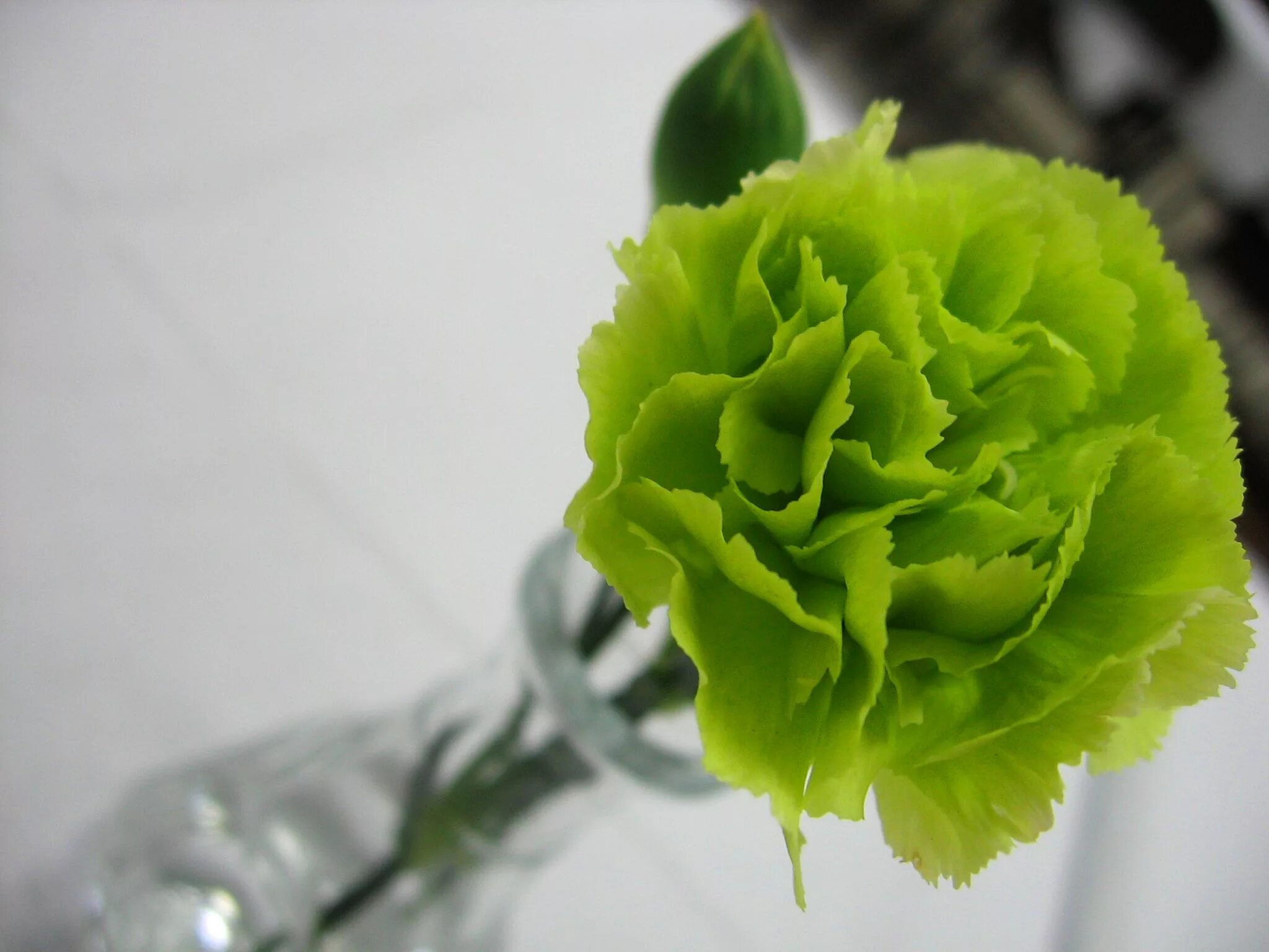 Pin by ▵ Knn on a beautiful wedding Carnations, Green carnation, Flower seeds