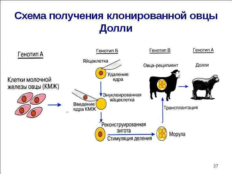 Установите последовательность этапов клонирования. Этапы клонирования овечки долли. схема клонирования овцы долли. схема получения овечки долли. клонирование овечки долли схема клонирования.