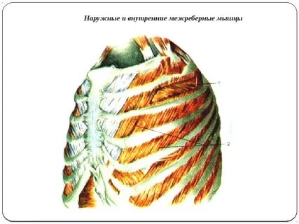 Подреберные мышцы