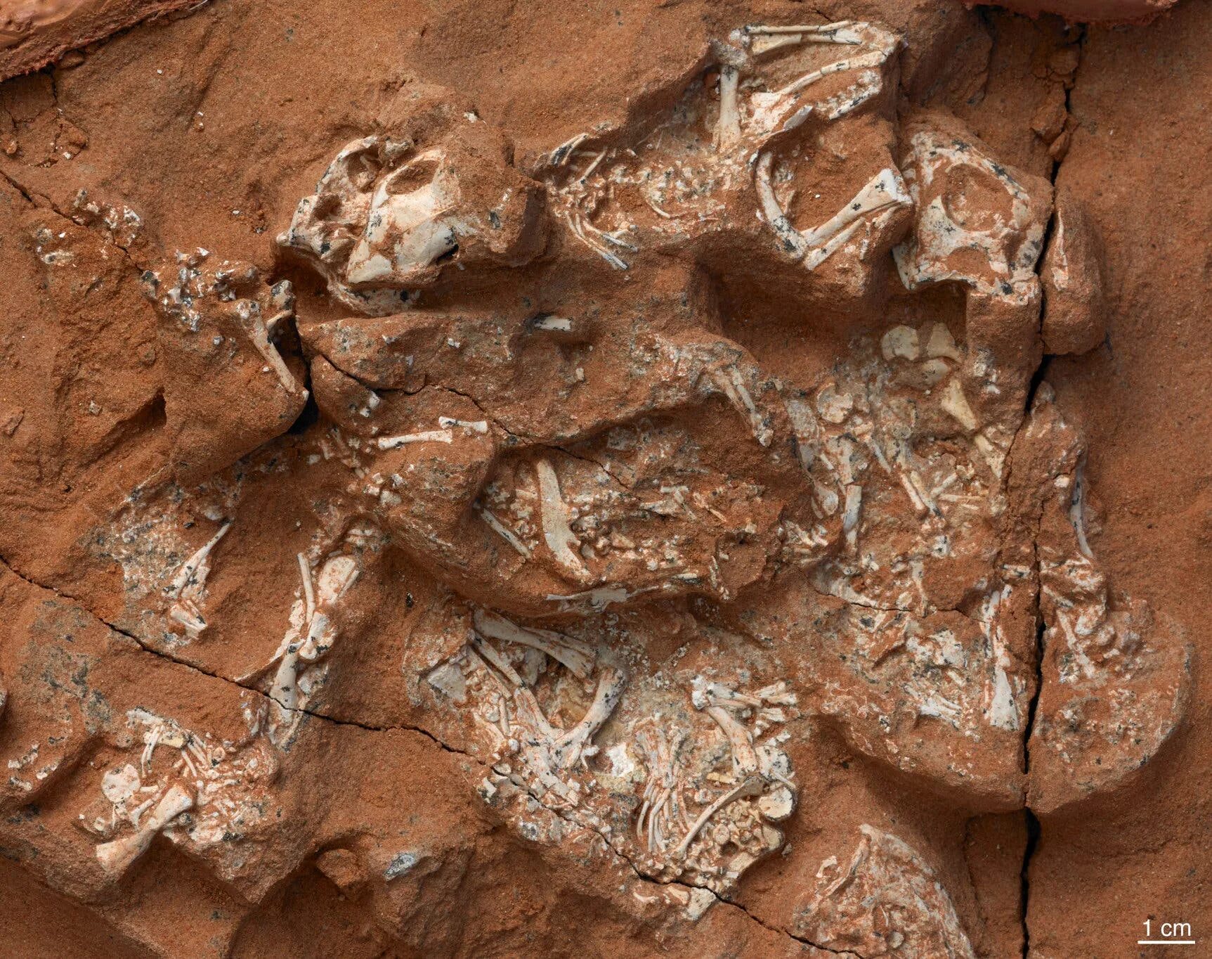 Fossil egg