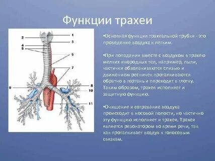 Строение и функции трахеи и легких