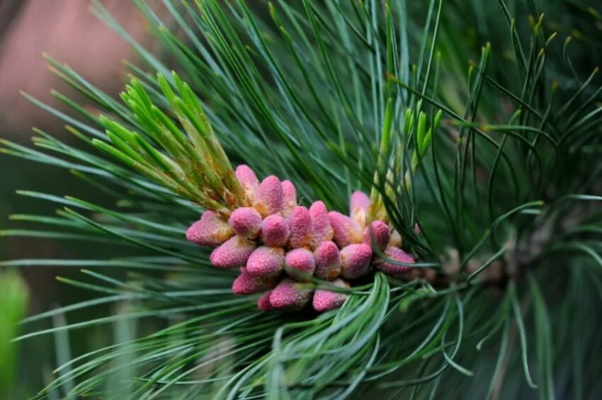 Цветущее хвойное. Сосна Сибирская (Pinus Sylvestris). Микростробилы сосны кедровой сибирской. Сосна Кедровая европейская. Сосна Кедровая Сибирская стробилы.