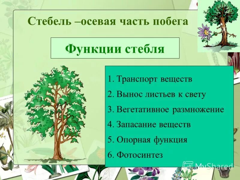 Функции стебля 6 класс. Стебель выполняет функции. Функции стебля растений. Какие функции выполняет стебель растения. Основные функции стебля растения.