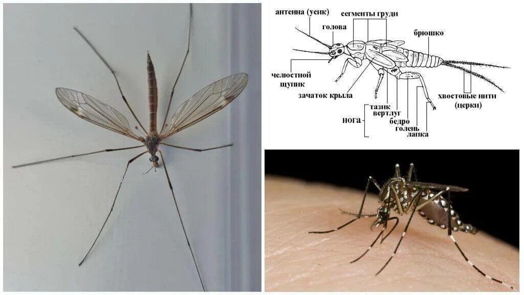 Сколько живет самец. Малярийный комар строение. Малярийный комар долгоножка. Строение крыла малярийного комара. Москит Phlebotomus.