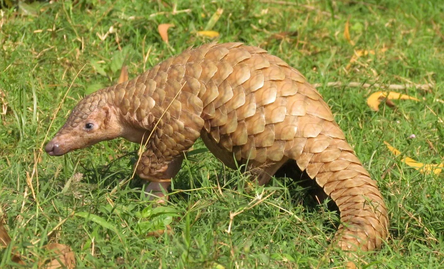 Pangolin
