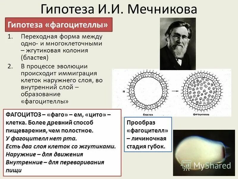 Появление многоклеточности привело. Гипотеза фагоцителлы Мечникова. Теория многоклеточности Мечникова. Теория фагоцителлы Иванова. Гипотезы Геккеля и Мечникова.