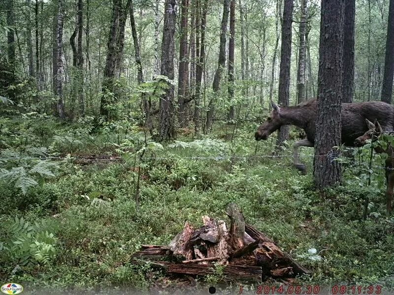 Тропа здоровья березовский. Тропа лося. Тропе лося. Лосен лочен лосен. Тропе лося.