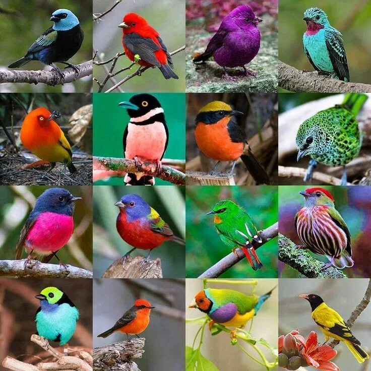 Разные птицы. Красивые птицы. Яркие птички. Разноцветные птички.