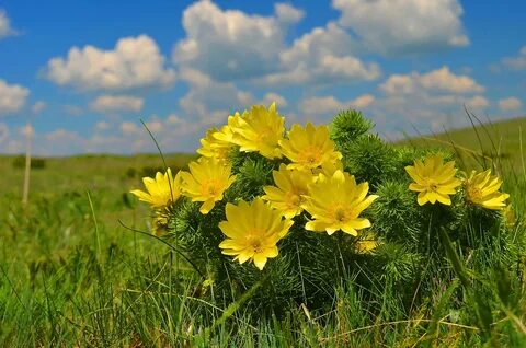 Ранние луговые цветы