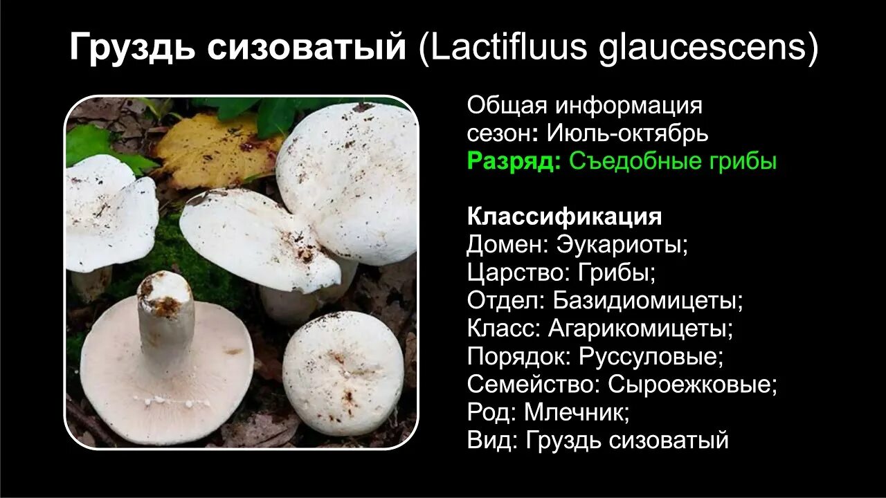 Груздь сизоватый (Lactifluus glaucescens). Ложный груздь фото и описание как отличить. Грузди информация. Ложные грузди описание.