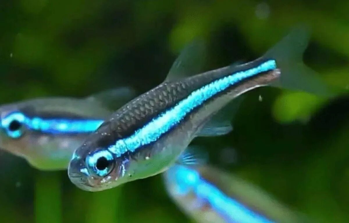 Неончики рыбки. Неон симуланс. Неон симуланс рыбка аквариумная. Вуалевый неон рыбка. Неон зеленый симуланс (Paracheirodon simulans).