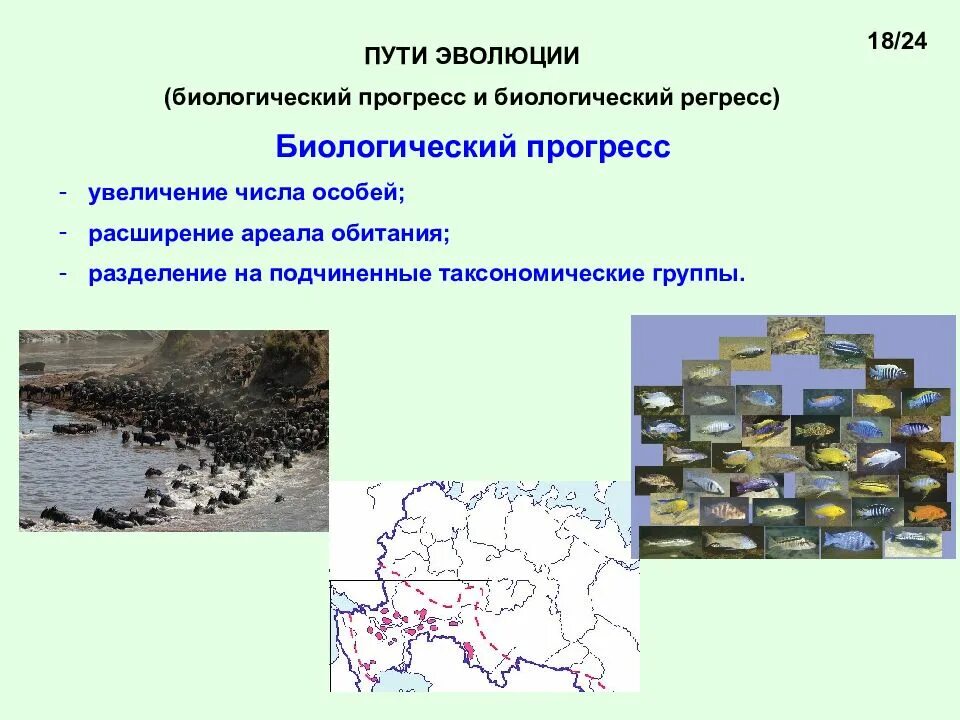 Увеличение числа особей. Увеличение числа особей