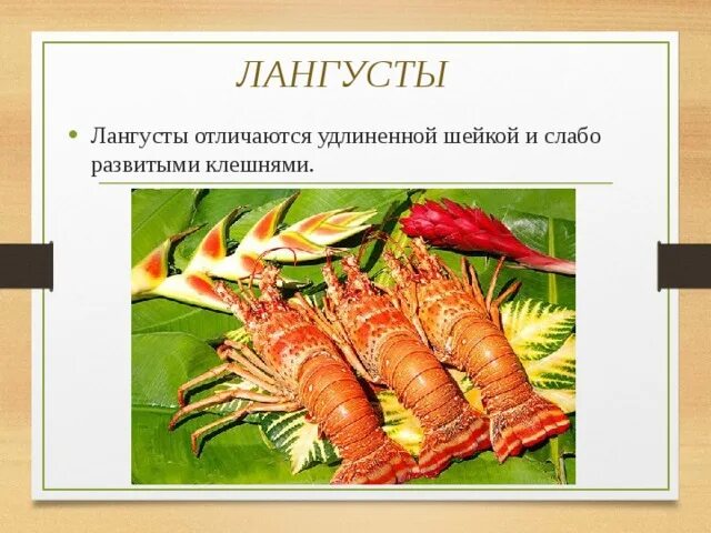 Омар и лобстер разница. Лангуст и лангустин в чем разница. Омар краб лобстер лангуст отличия. Лобстер омар лангуст отличие. Лангуст лобстер омар разница.