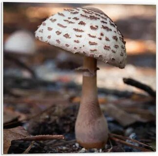Оттенок mushroom