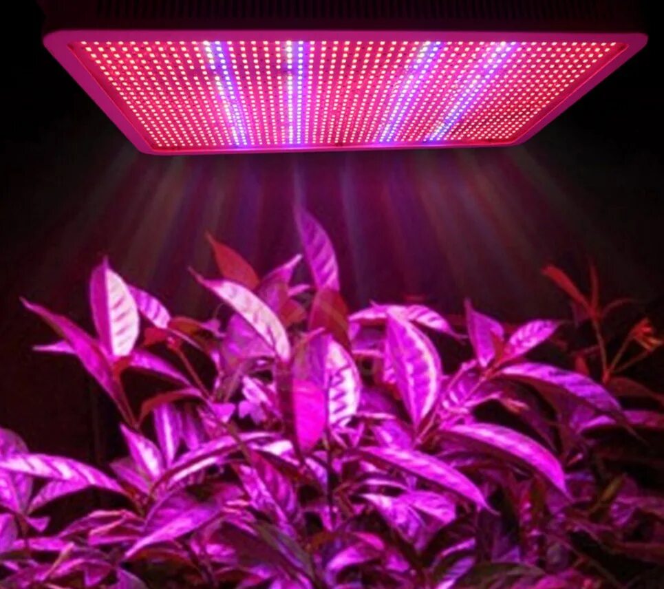 Фитолампа led grow Light. Фито лампа для растений del grow Light. Фитолампа полный спектр для растений. Фитолампа Эра 100вт. Купить подсветку для цветов