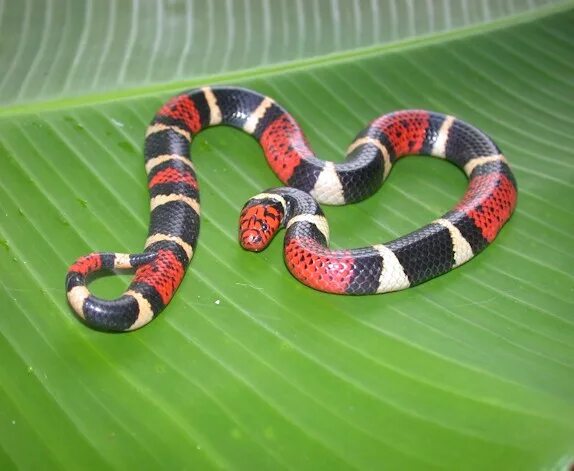 Тропическая змея 4. Micrurus surinamensis. Бушмейстер ядовитые змеи. Бушмейстер змея. Змея сурукуку Амазония красная.