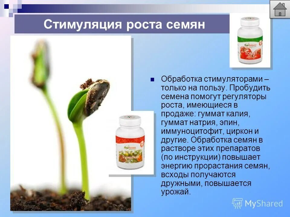 пробужденное семечко. фото шеслеве семя. разбудить семена. семечко в земле. Lavanda seedlings.