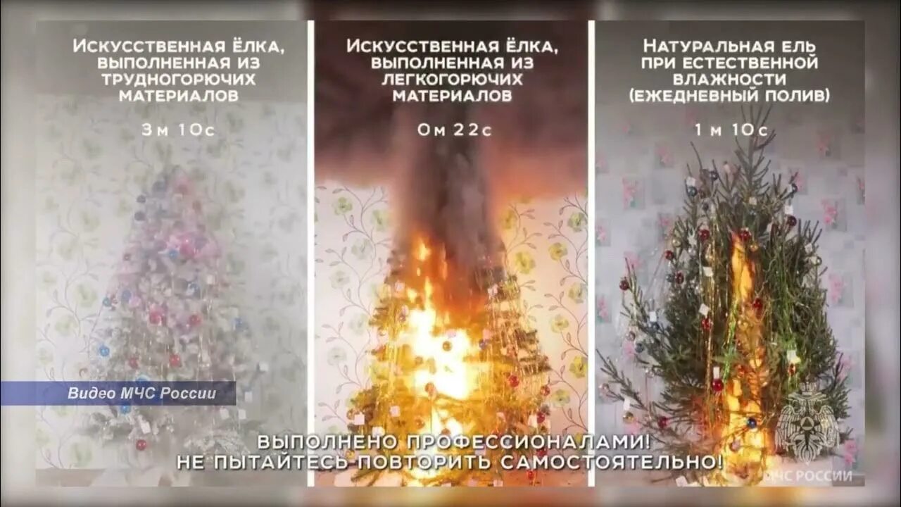 Ель хорошо горит. Сожгли елку. елка горит. сгоревшая елка. как сжечь елку.
