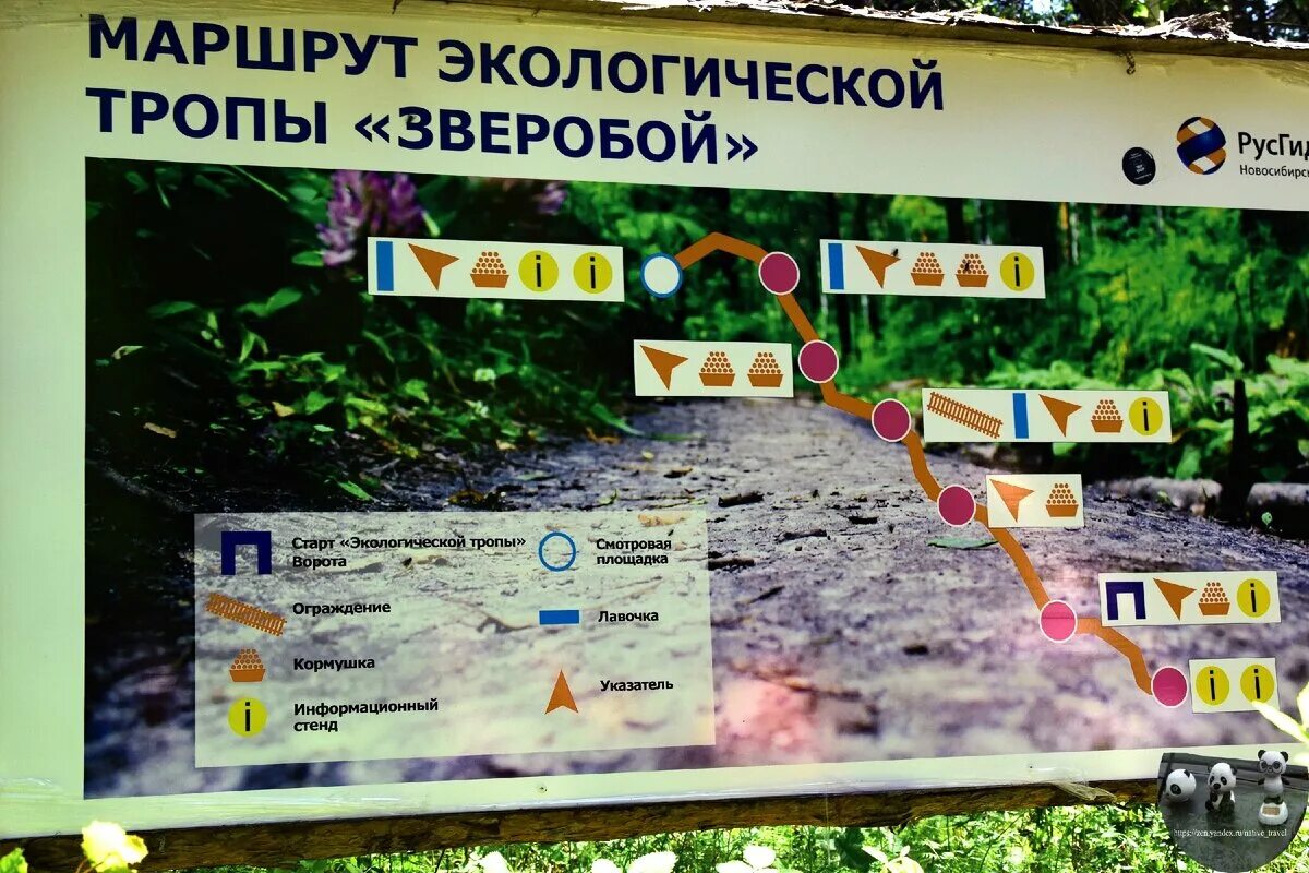 Экологические тропы на карте. Маршрут экологической тропы. экологическая тропа зверобой. зверобой тропа новосибирск. тропа зверобой бердские скалы.