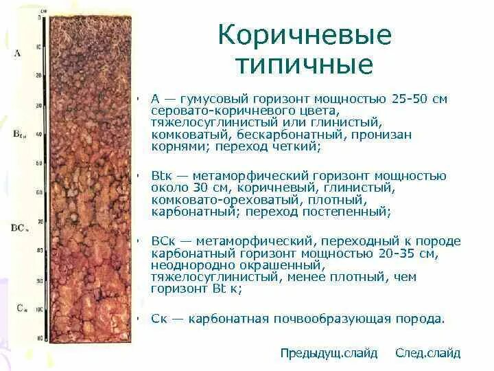 Чернозем почвы гумусовый горизонт. Чернозёмные почвы характеристика. Свойства серых лесных почв. Почвенный профиль (вертикальный разрез почвы). Строение почвы (схема).