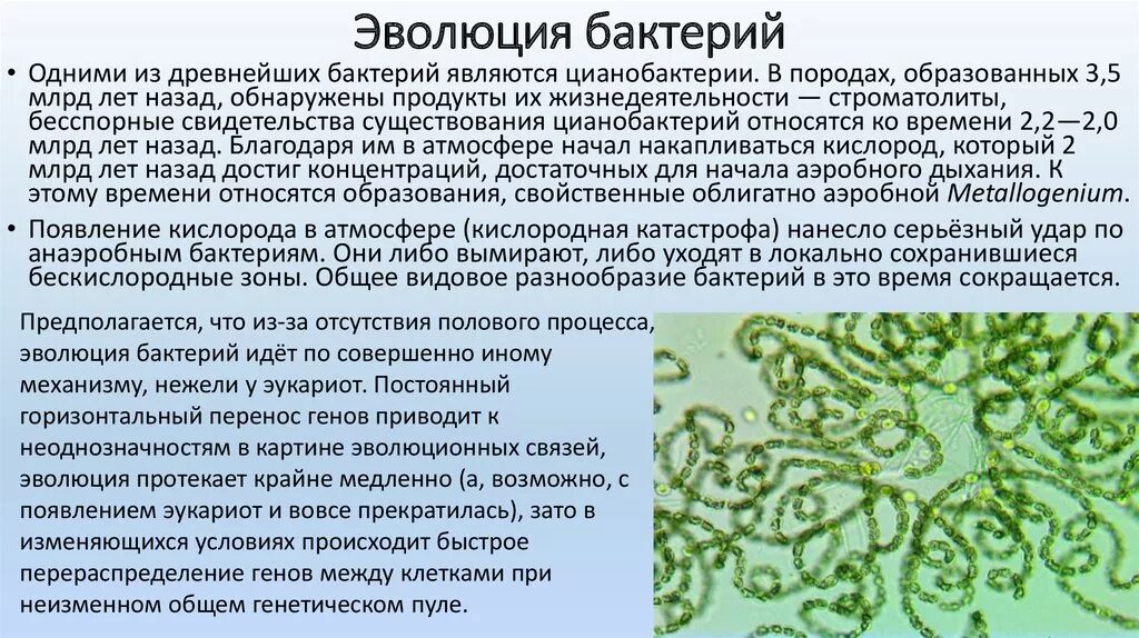 Цианобактерии бациллы. Эволюция бактерий. Происхождение бактерий. Эволюция микроорганизмов. Появление фотосинтеза появление прокариот появление многоклеточных водорослей