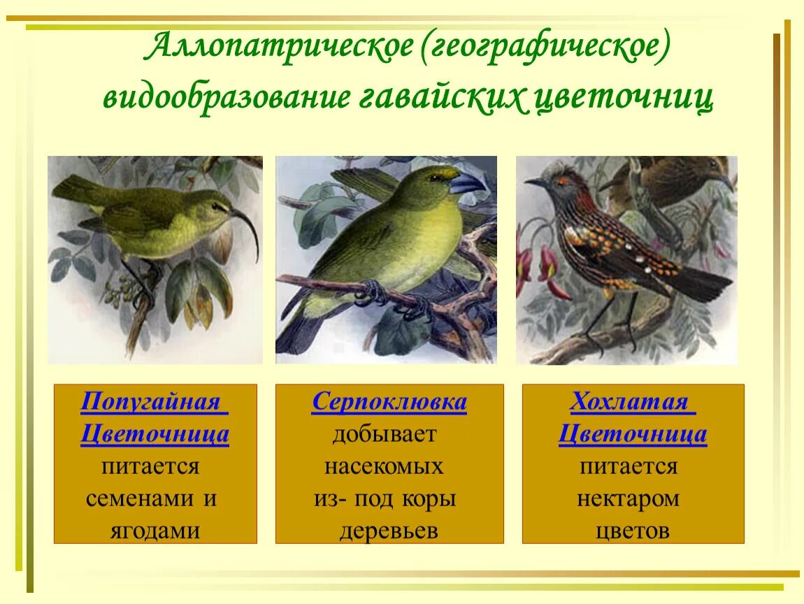 При какой форме отбора происходит видообразование. Аллопатрическое видообразование это в биологии. географическое видообразование. аллопатрическое (географическое) видообразование. географическое видообразование примеры.