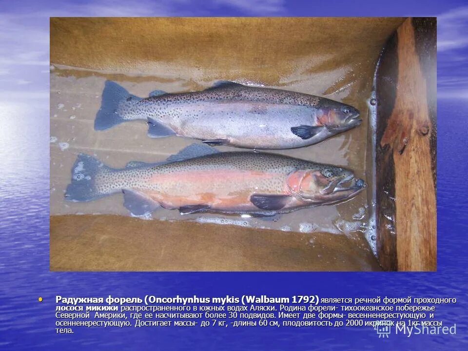 Озерная форель (радужная, кумжа). Микижа радужная форель. Кумжа- рыба семейства лососёвых. Форель б/г (1,8-2,7) турция. Красная рыба кумжа.