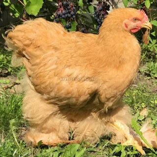 Кохинхины куры описание
