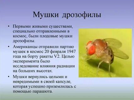 Откуда мухи в деревянном доме