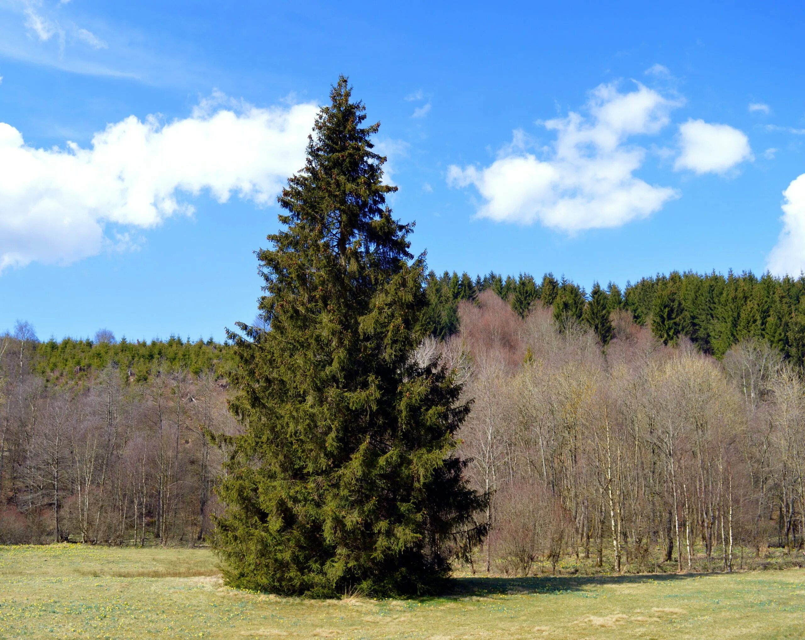 Ели пали