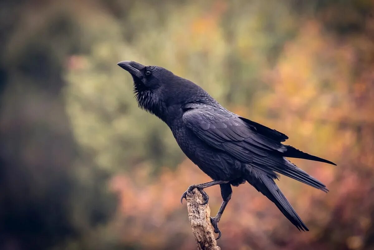 Парящий ворон. Ворон сел. Ворона на ветке. Размах крыльев ворона. Ворон в полете.