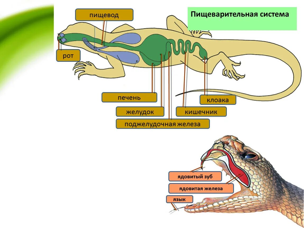 Клоака у земноводных и пресмыкающихся. Пищеварительная система пресмыкающихся рептилий. Внутреннее строение пресмыкающихся. Пищеварение ящерицы. Внутреннее строение рептилий.