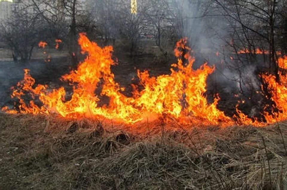 Палы бывают. Палы бывают. Пал травы весной. Горение сухой растительности. Травяной пожар.