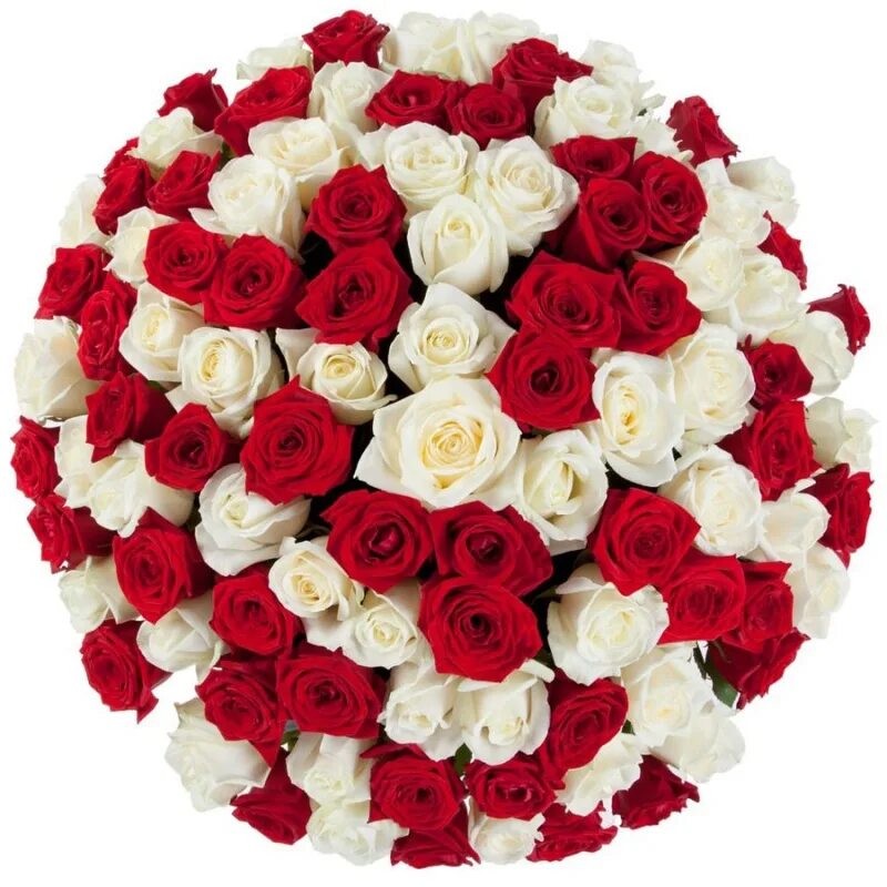 Букет из красных роз (101роза). Бело розовый красный букет
