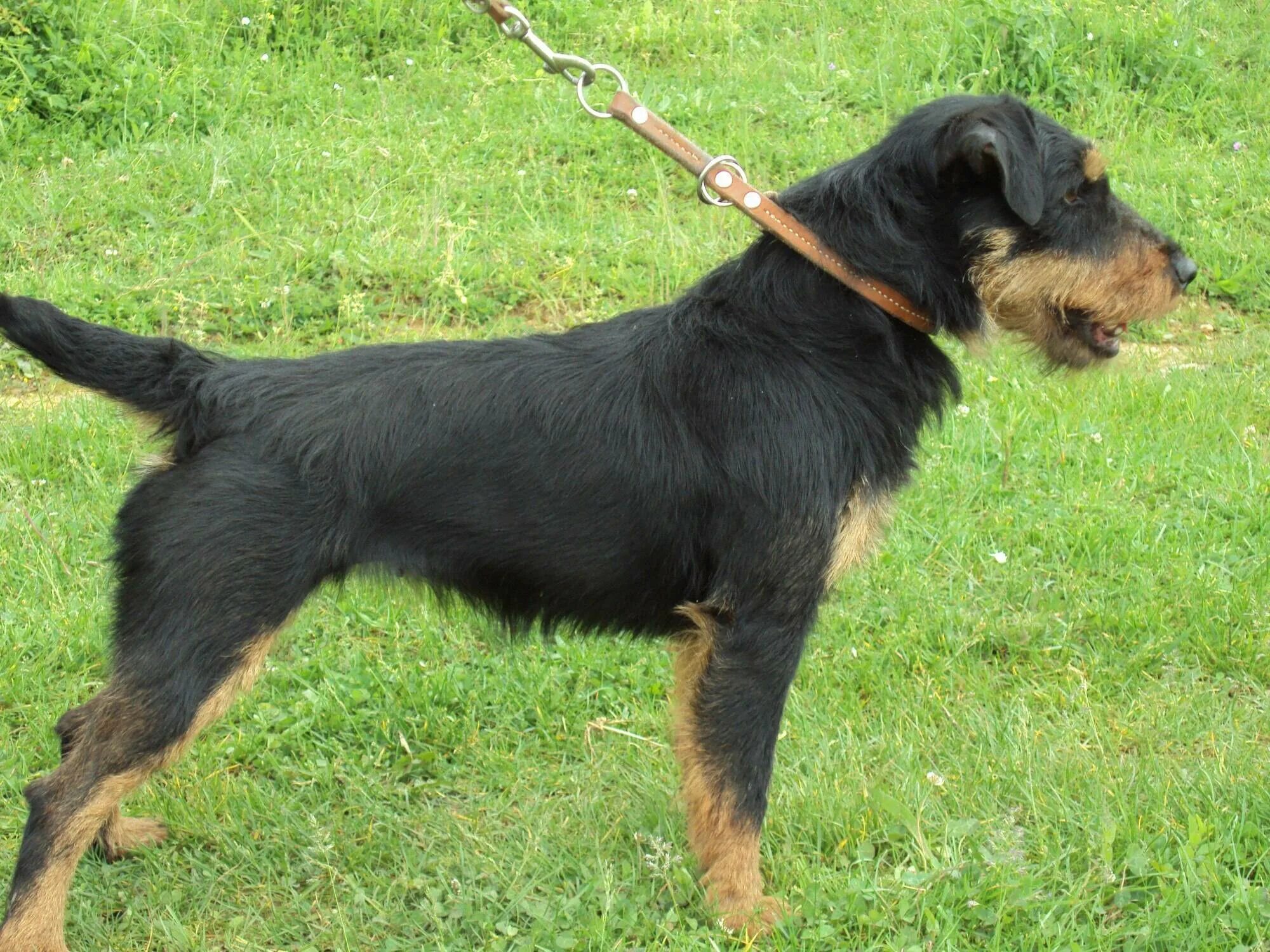 Немецкий ягдтерьер. Немецкий ягдтерьер гладкошерстный. Немецкий ягдтерьер гладкошерстный. Ягдтерьер. Немецкий ягдтерьер.